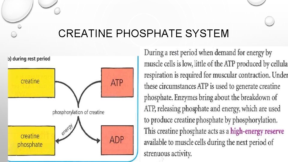 CREATINE PHOSPHATE SYSTEM 