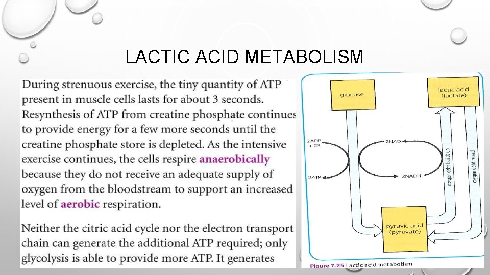 LACTIC ACID METABOLISM 