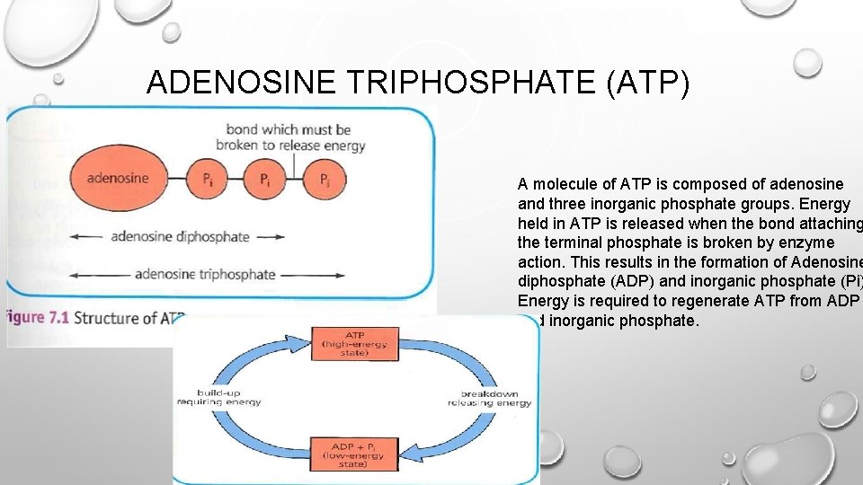 ADENOSINE TRIPHOSPHATE (ATP) A molecule of ATP is composed of adenosine and three inorganic