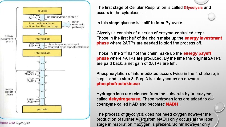 The first stage of Cellular Respiration is called Glycolysis and occurs in the cytoplasm.