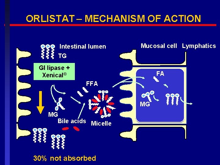 ORLISTAT – MECHANISM OF ACTION Intestinal lumen Mucosal cell Lymphatics TG GI lipase +