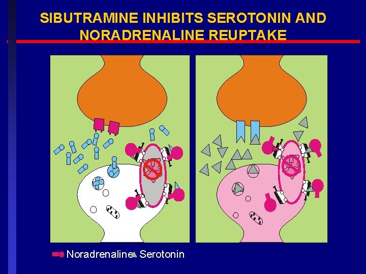 SIBUTRAMINE INHIBITS SEROTONIN AND NORADRENALINE REUPTAKE Noradrenaline Serotonin 