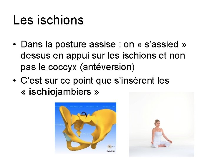 Les ischions • Dans la posture assise : on « s’assied » dessus en