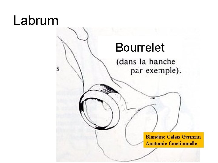 Labrum Bourrelet Blandine Calais Germain Anatomie fonctionnelle 