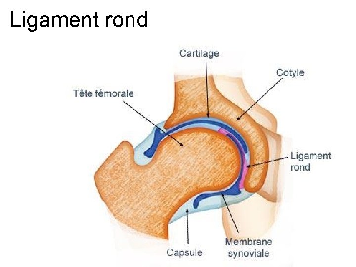 Ligament rond 