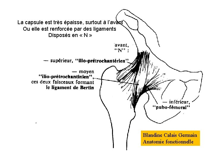 La capsule est très épaisse, surtout à l’avant Ou elle est renforcée par des