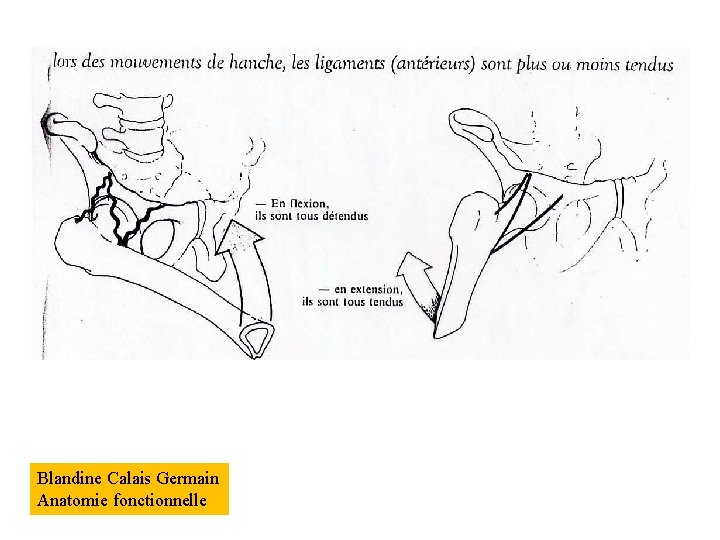 Blandine Calais Germain Anatomie fonctionnelle 