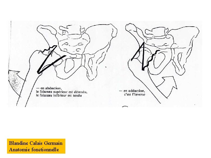 Blandine Calais Germain Anatomie fonctionnelle 