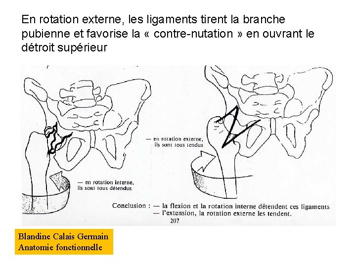 En rotation externe, les ligaments tirent la branche pubienne et favorise la « contre-nutation