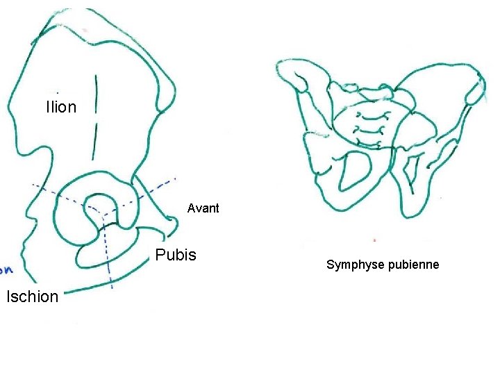 Ilion Avant Pubis Ischion Symphyse pubienne 