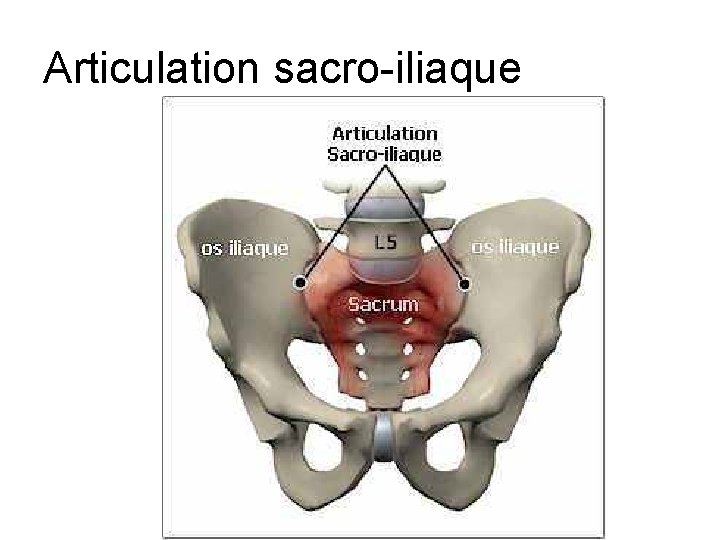 Articulation sacro-iliaque 