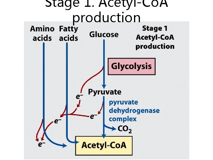 Stage 1. Acetyl-Co. A production 