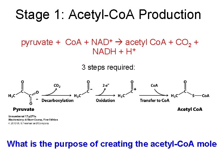 Stage 1: Acetyl-Co. A Production pyruvate + Co. A + NAD+ acetyl Co. A