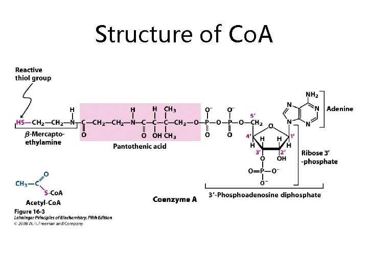 Structure of Co. A 