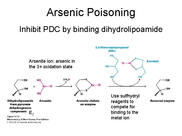 Arsenic Poisoning Inhibit PDC by binding dihydrolipoamide Arsenite ion: arsenic in the 3+ oxidation