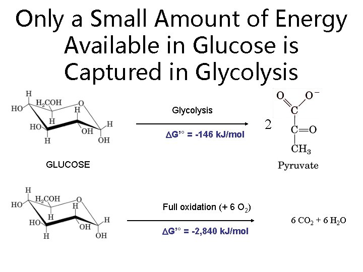 Only a Small Amount of Energy Available in Glucose is Captured in Glycolysis G’°