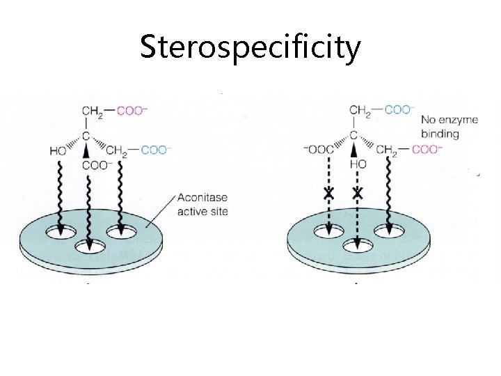 Sterospecificity 