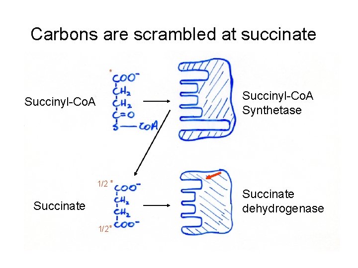 Carbons are scrambled at succinate * Succinyl-Co. A Synthetase Succinyl-Co. A 1/2 * Succinate
