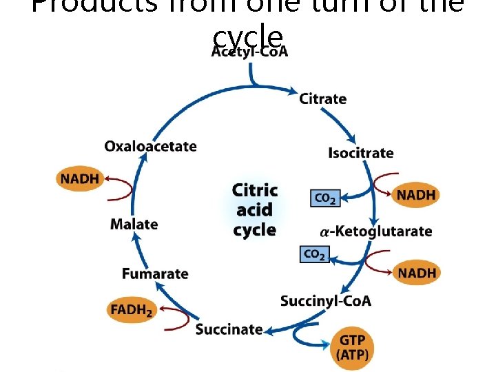 Products from one turn of the cycle 