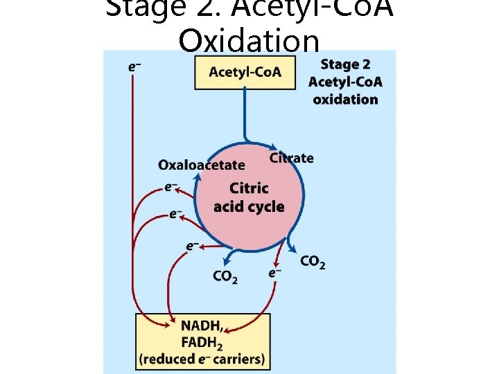 Stage 2. Acetyl-Co. A Oxidation 