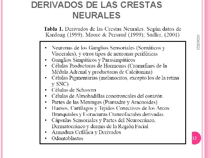 DERIVADOS DE LAS CRESTAS NEURALES 10/26/2021 12 