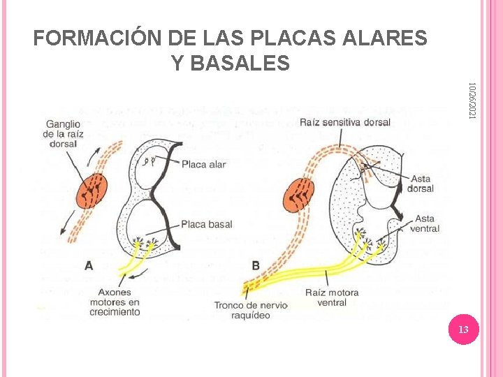 FORMACIÓN DE LAS PLACAS ALARES Y BASALES 10/26/2021 13 