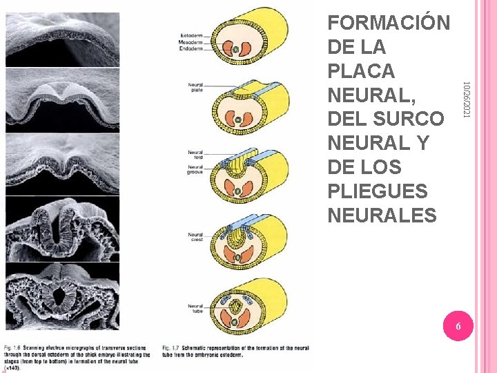 10/26/2021 FORMACIÓN DE LA PLACA NEURAL, DEL SURCO NEURAL Y DE LOS PLIEGUES NEURALES