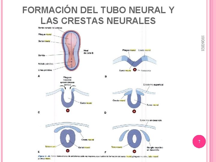 FORMACIÓN DEL TUBO NEURAL Y LAS CRESTAS NEURALES 10/26/2021 7 