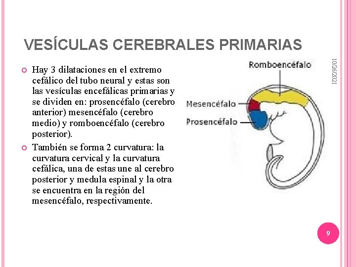 VESÍCULAS CEREBRALES PRIMARIAS 10/26/2021 Hay 3 dilataciones en el extremo cefálico del tubo neural