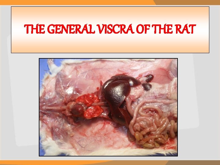 THE GENERAL VISCRA OF THE RAT 