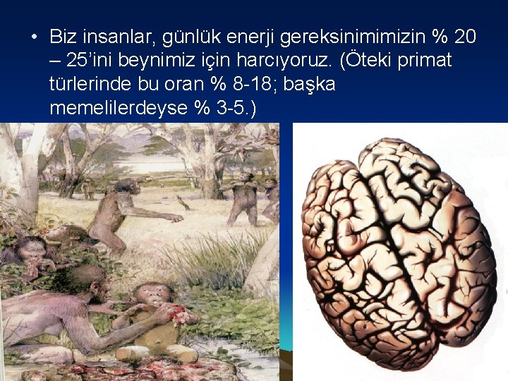  • Biz insanlar, günlük enerji gereksinimimizin % 20 – 25’ini beynimiz için harcıyoruz.