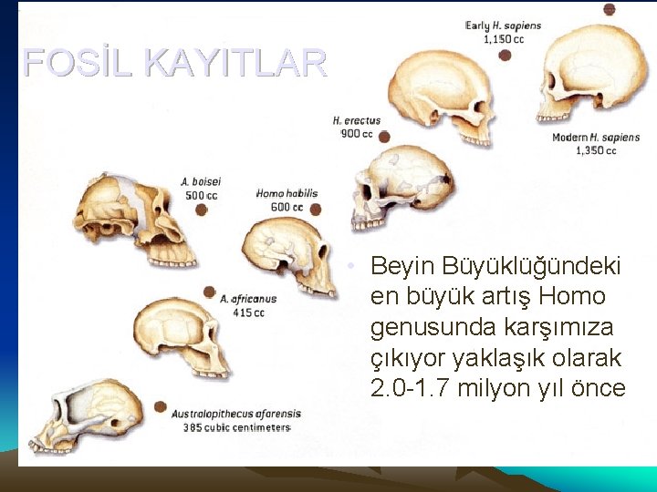 FOSİL KAYITLAR • Beyin Büyüklüğündeki en büyük artış Homo genusunda karşımıza çıkıyor yaklaşık olarak