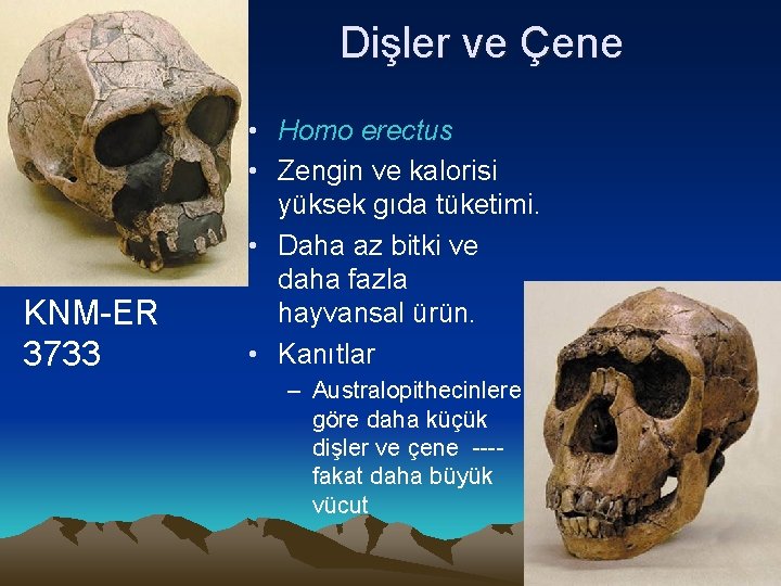 Dişler ve Çene KNM-ER 3733 • Homo erectus • Zengin ve kalorisi yüksek gıda