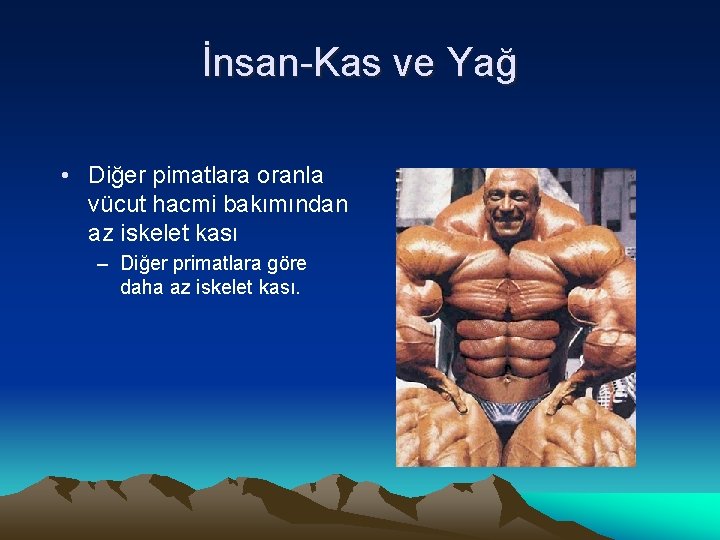 İnsan-Kas ve Yağ • Diğer pimatlara oranla vücut hacmi bakımından az iskelet kası –