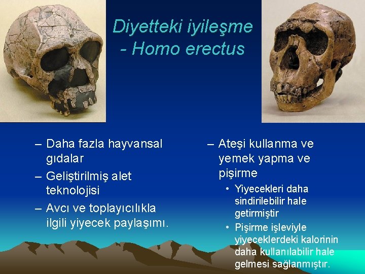 Diyetteki iyileşme - Homo erectus – Daha fazla hayvansal gıdalar – Geliştirilmiş alet teknolojisi