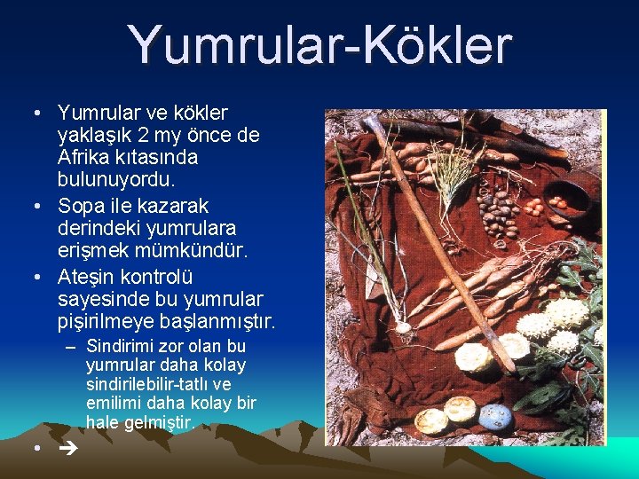 Yumrular-Kökler • Yumrular ve kökler yaklaşık 2 my önce de Afrika kıtasında bulunuyordu. •