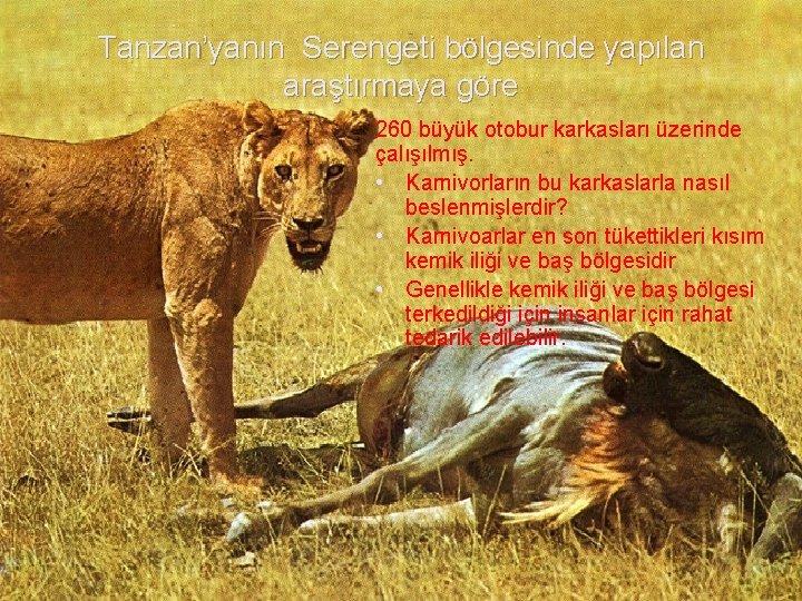 Tanzan’yanın Serengeti bölgesinde yapılan araştırmaya göre 260 büyük otobur karkasları üzerinde çalışılmış. • Karnivorların