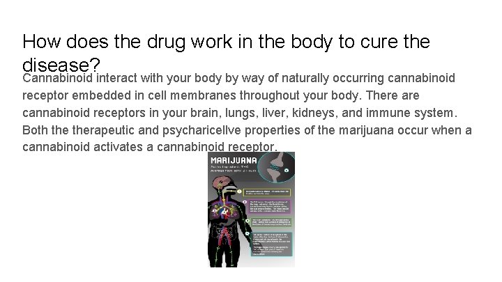 How does the drug work in the body to cure the disease? Cannabinoid interact