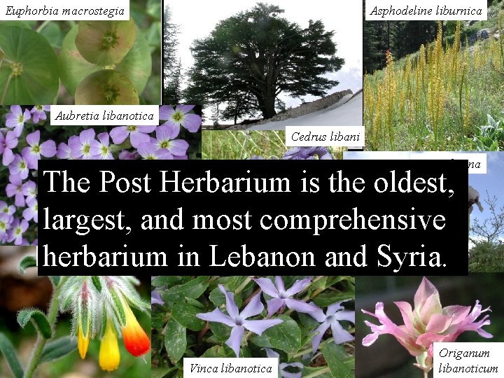 Euphorbia macrostegia Asphodeline liburnica Aubretia libanotica Cedrus libani Iris sofarana The Post Herbarium is