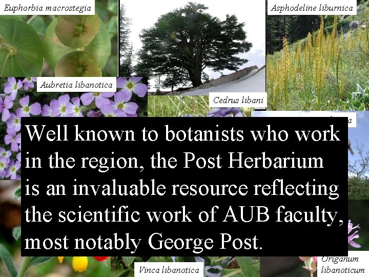 Euphorbia macrostegia Asphodeline liburnica Aubretia libanotica Cedrus libani Iris sofarana Well known to botanists