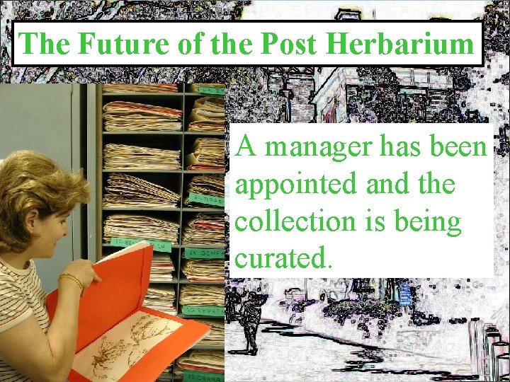 The Future of the Post Herbarium A manager has been appointed and the collection