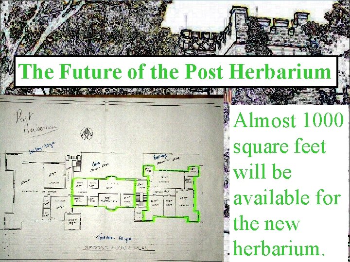 The Future of the Post Herbarium Almost 1000 square feet will be available for