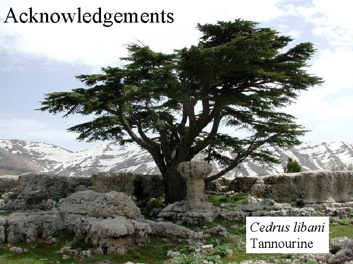 Acknowledgements Cedrus libani Tannourine 