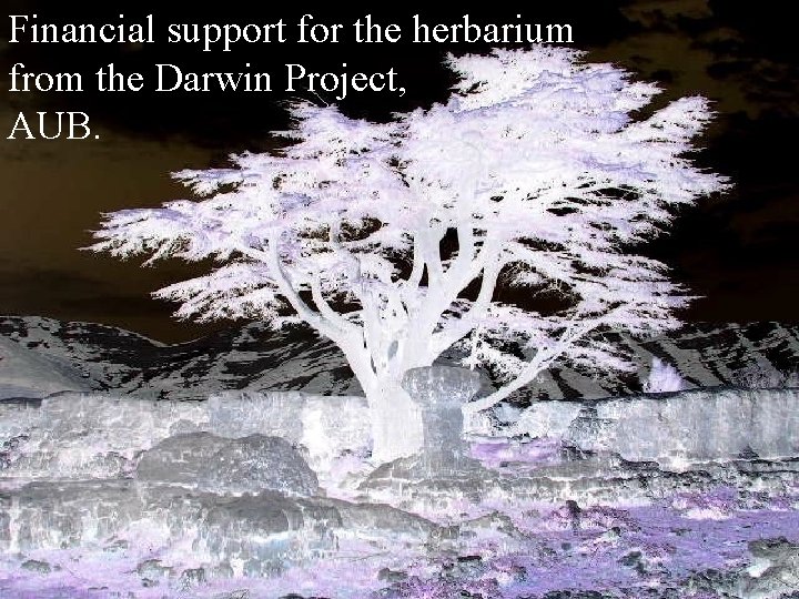 Financial support for the herbarium from the Darwin Project, AUB. 