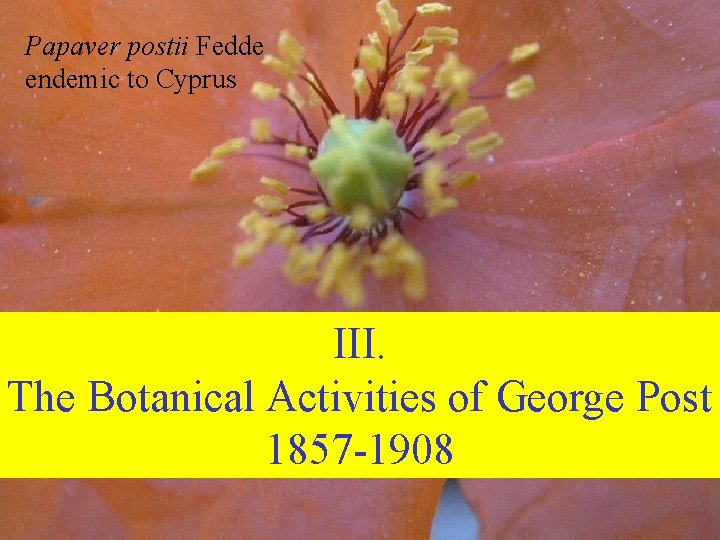 Papaver postii Fedde endemic to Cyprus III. The Botanical Activities of George Post 1857