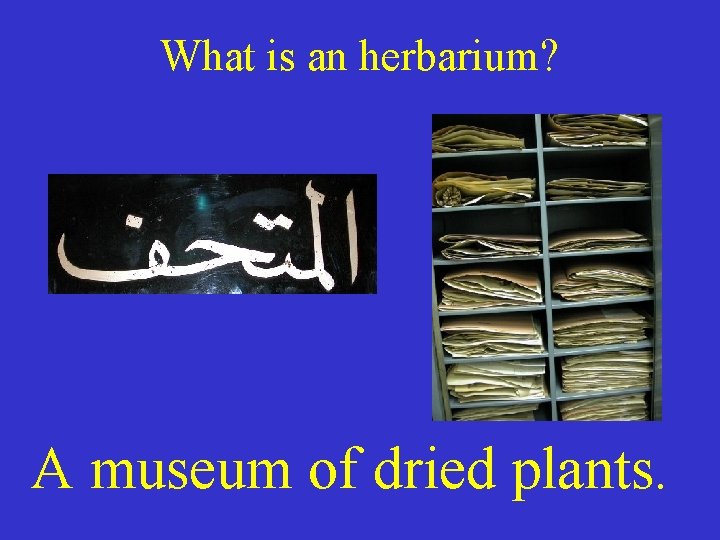 What is an herbarium? A museum of dried plants. 