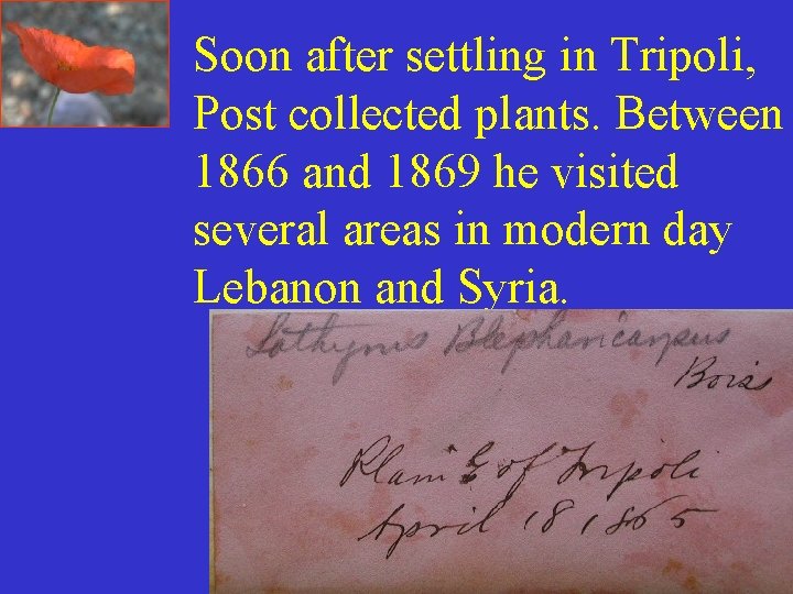 Soon after settling in Tripoli, Post collected plants. Between 1866 and 1869 he visited