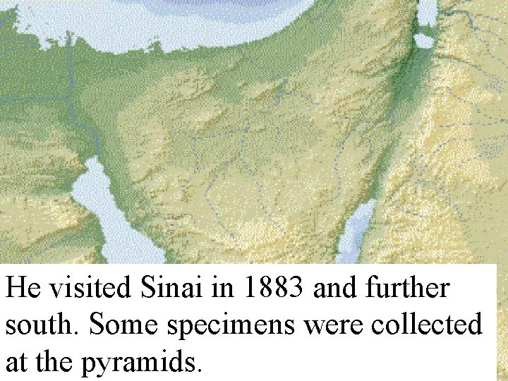 He visited Sinai in 1883 and further south. Some specimens were collected at the