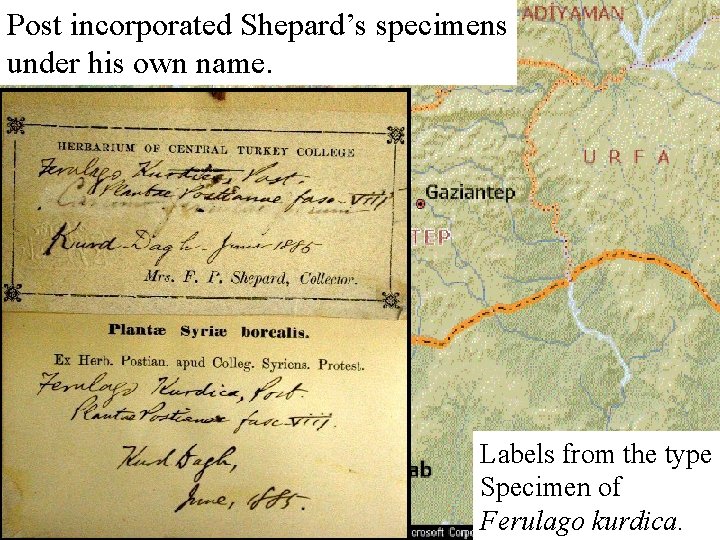 Post incorporated Shepard’s specimens under his own name. Labels from the type Specimen of