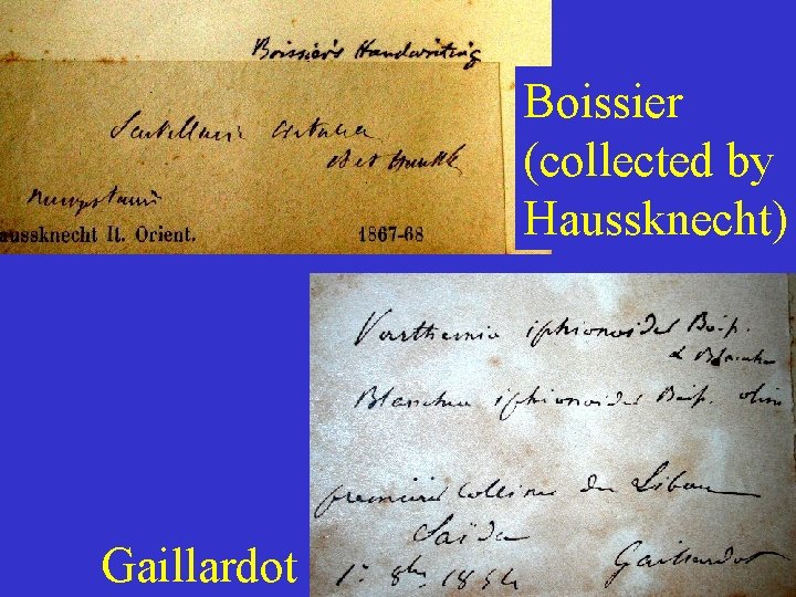 Boissier (collected by Haussknecht) Gaillardot 